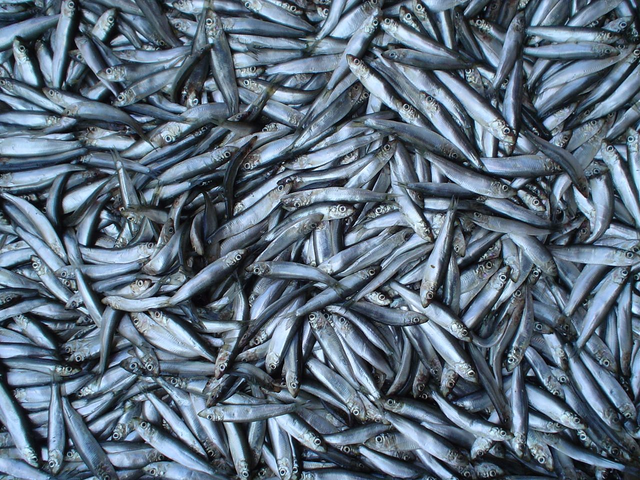 Sprats