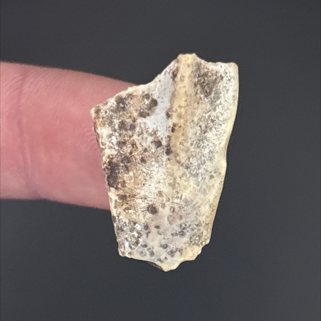 Ouranosaurus Tooth Fragment