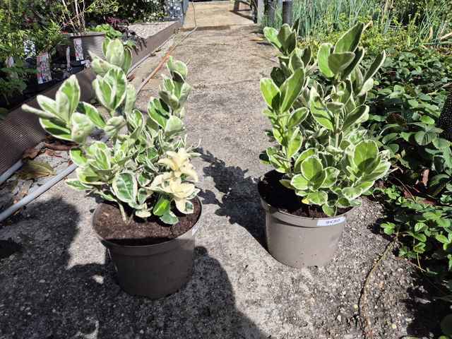 Euonymus japonica Kathy pot 17cm