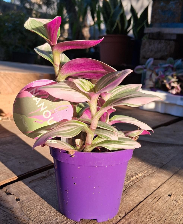 B79 . Tradescantia Nanouk vaso 7