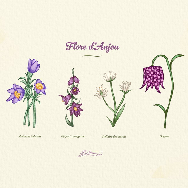 Flore d'Anjou
