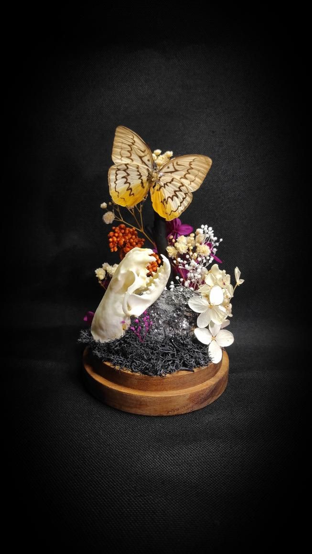 Diorama Papillon &quot;Melanocyma faunula&quot;

&amp;
Crâne de Vison
