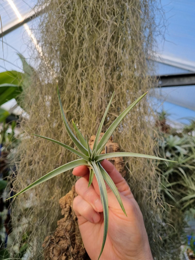 Tillandsia pohliana