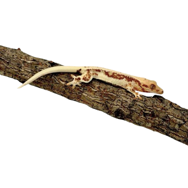 Correlophus Ciliatus - Gecko à crête Lilly White non sexé