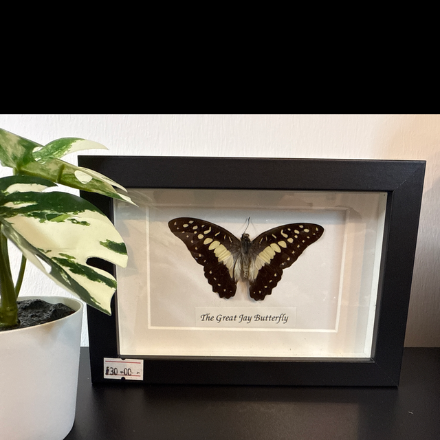 The great Jay Butterfly 