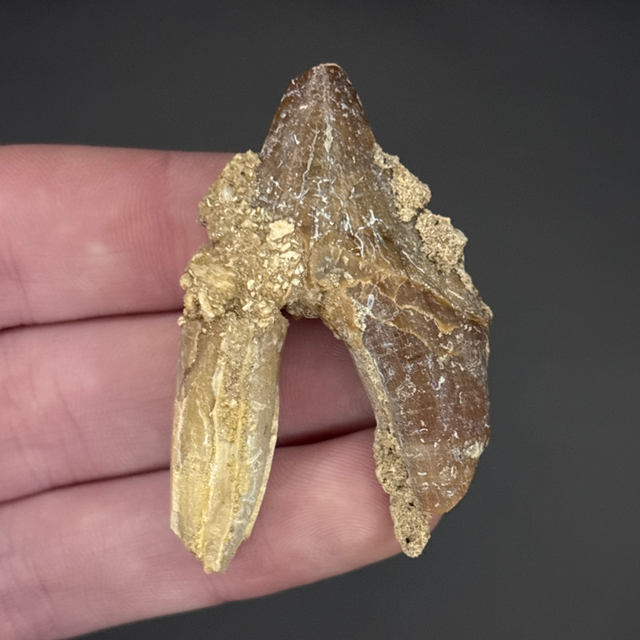 Basilosaurid Tooth