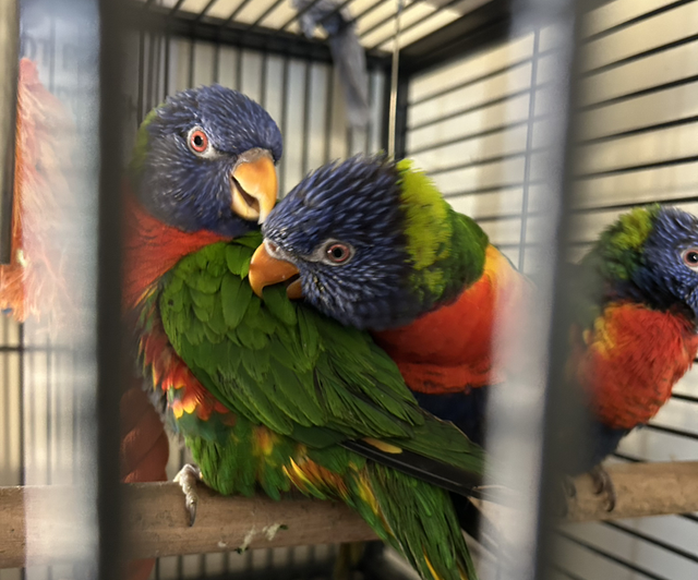 Hand Reared Rainbow Lorikeets