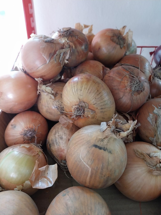 Onions 2 