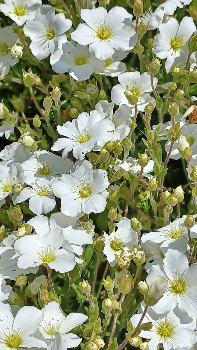 Sagina subulata