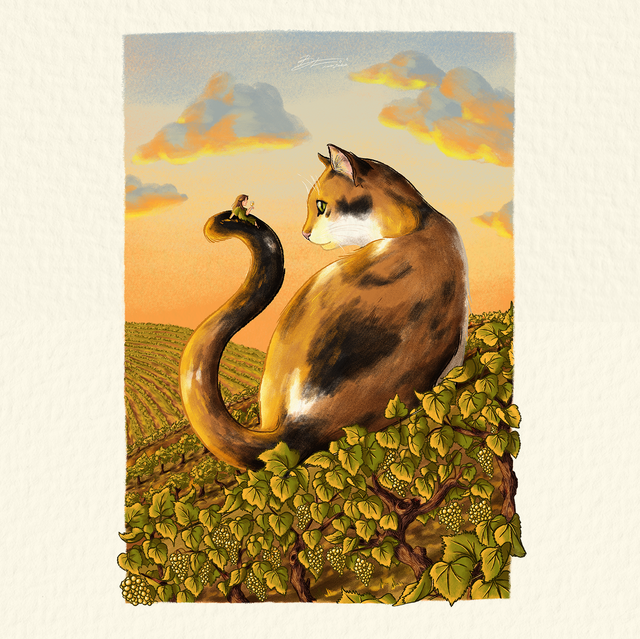 Chat dans les vignes