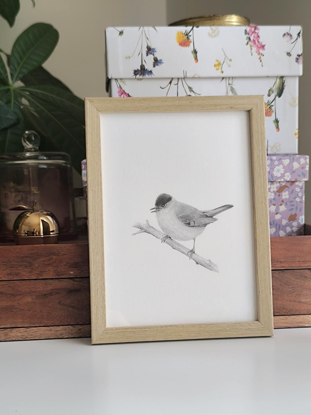 Blackcap -giclèe print