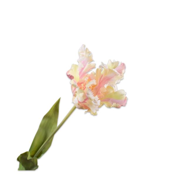 Silk-Ka Tulp Crème/Roze