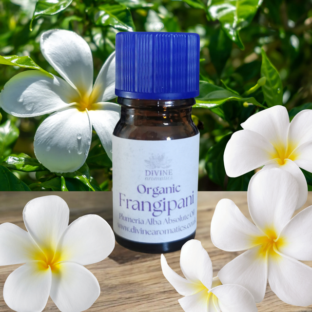 Organic Frangipani Absolute | Plumeria Alba