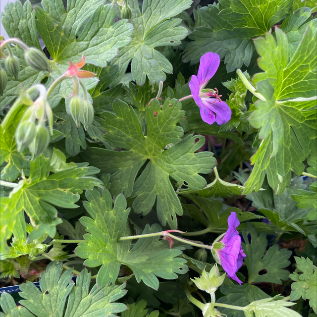 Geranium Rozanne
