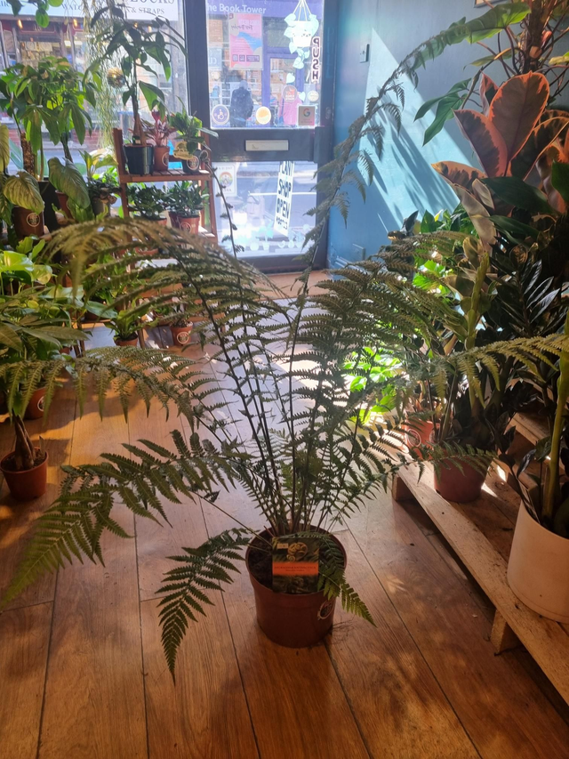Dicksonia fern 