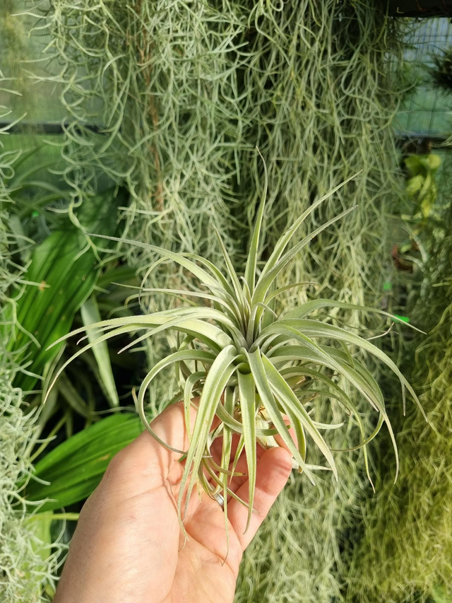 Tillandsia recurvifolia var. Subsecundifolia x stricta