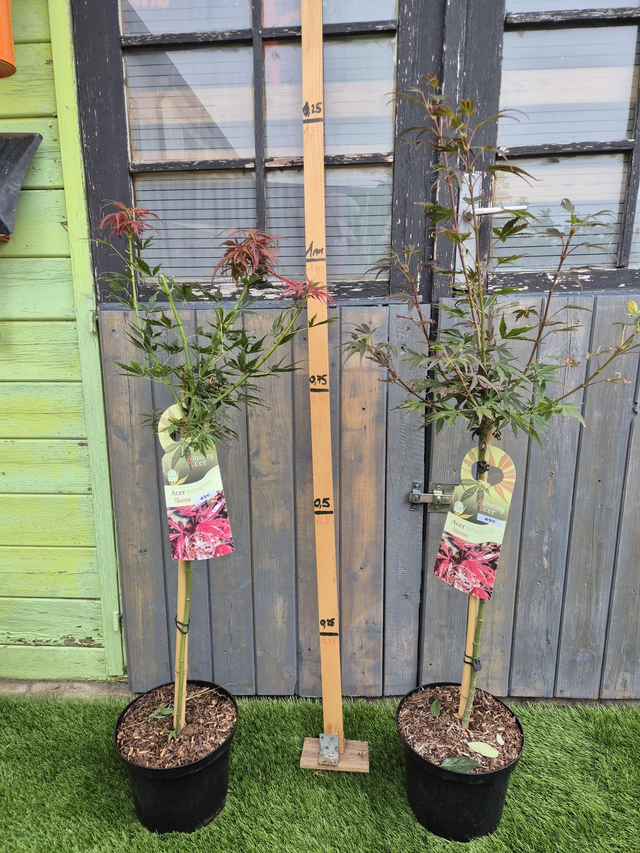 Erable Shaïna sur tige pot 23cm