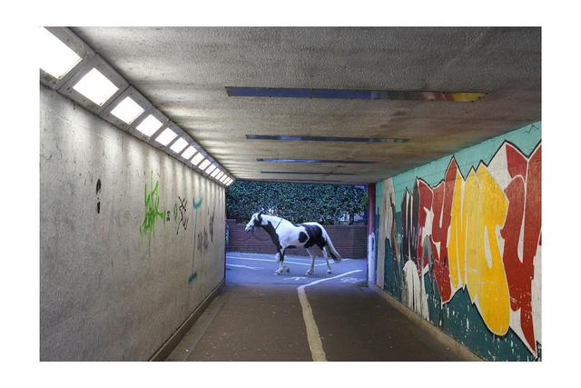 15 by 10 inch print. Weymouth subway horse. ONE LEFT.