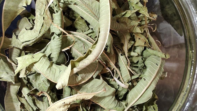 Ijzerkruid / verbena