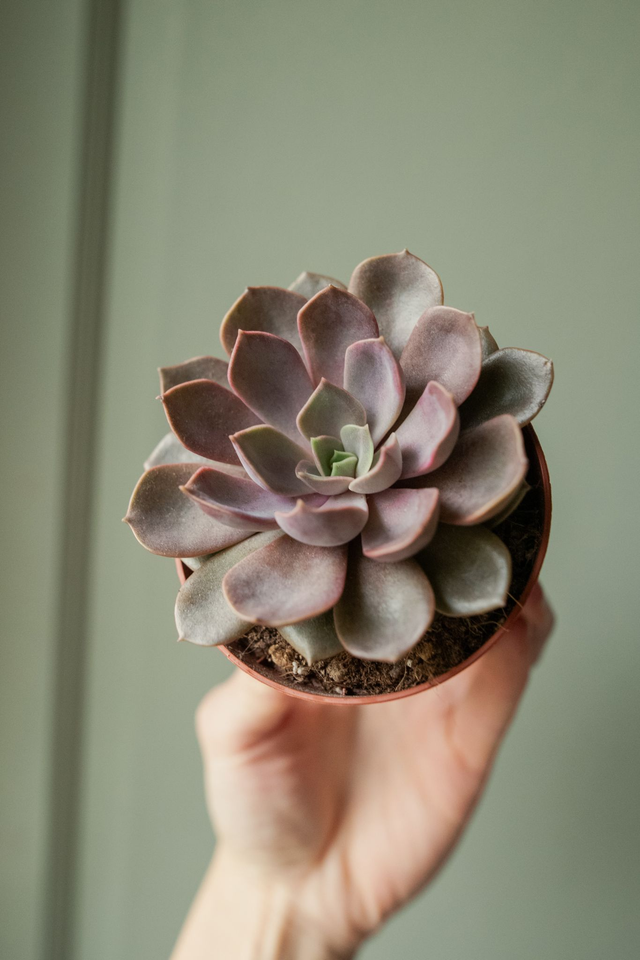 Echeveria Perle Von Nurnberg  🌿
