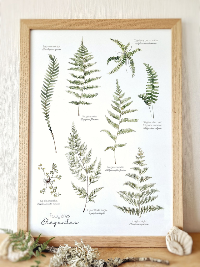 Affiche "Fougères élégantes"