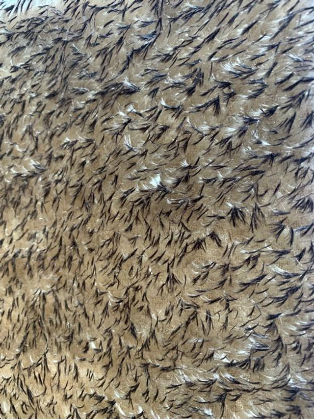 Hedgehog Fabric for Needle Felting or Sewing