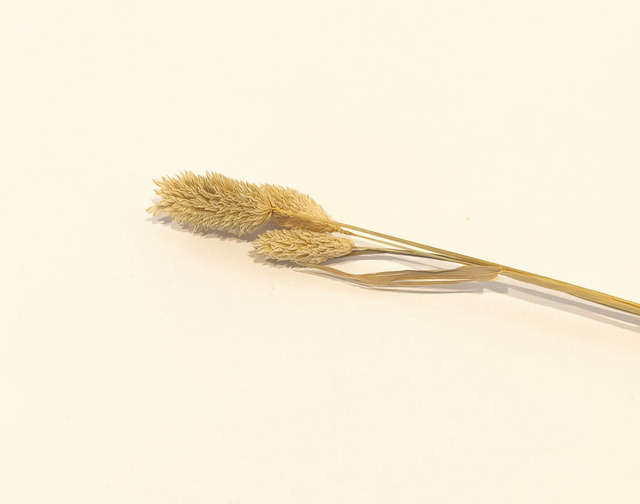 Phalaris séché – Épis naturels décoratifs pour bouquets secs et compositions florales texturées
