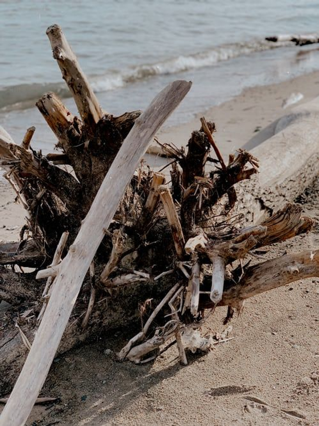 Wood Sage &amp; Sea Salt