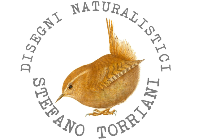 Stefano Torriani - disegnatore