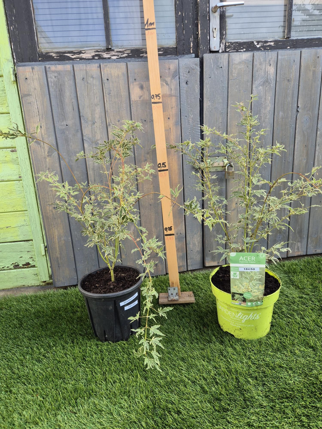 Erable butterfly pot 5L