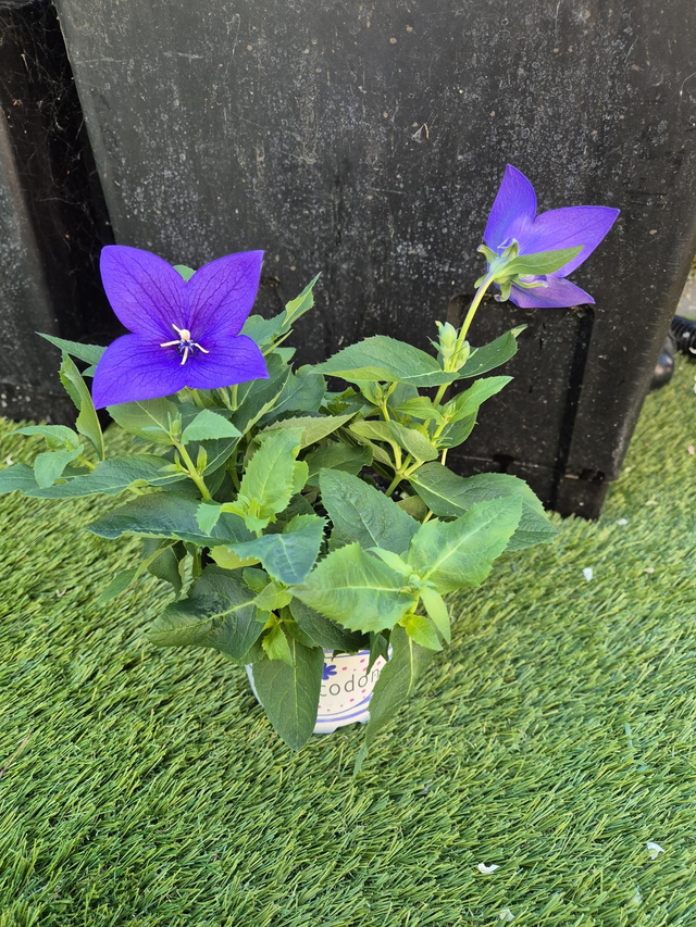 Platycodon bleu pot 12cm