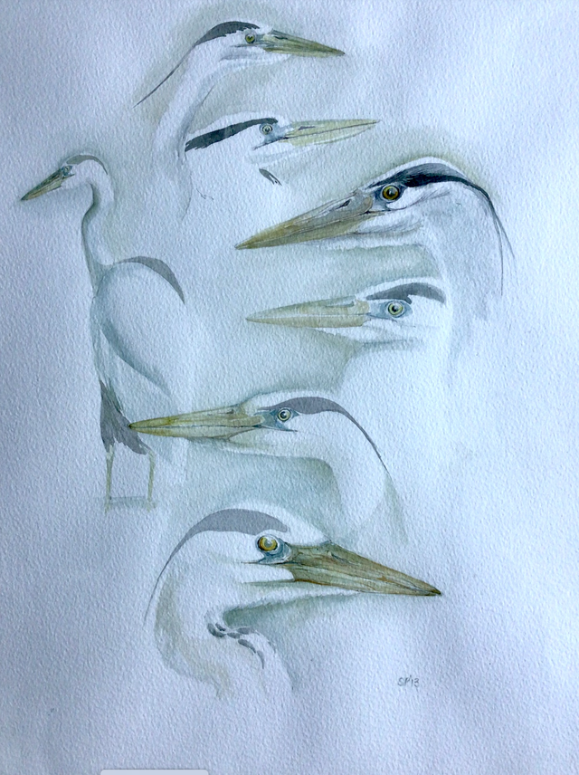 SP25 Heron Studies by Shelagh Popham,  Watercolour, 12 x 15 inches
