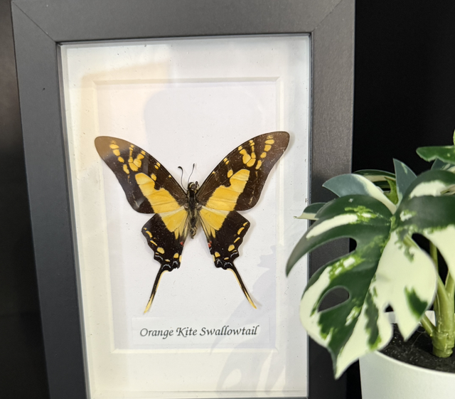 Orange Kite Swallowtail