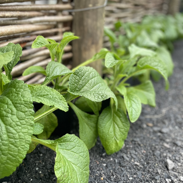 Digitalis Dalmatian Peach
