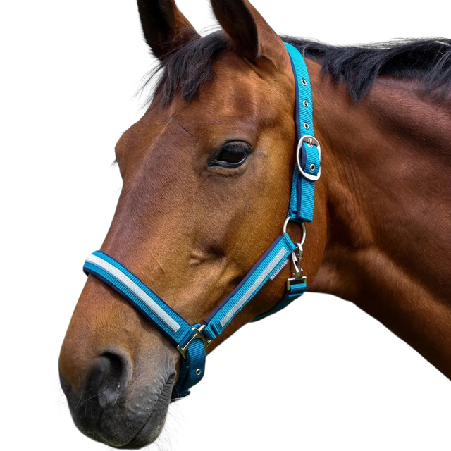 HY Mystic Head Collar TEAL/SILVER