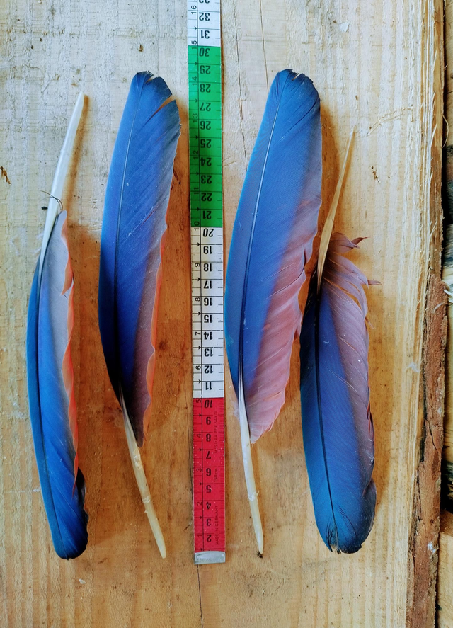 Penne remigranti Ara Blu-Rossa 