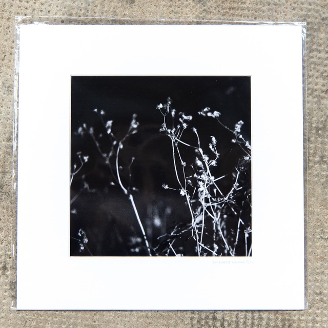 Tirage d'art "herbes la nuit" - 20x20