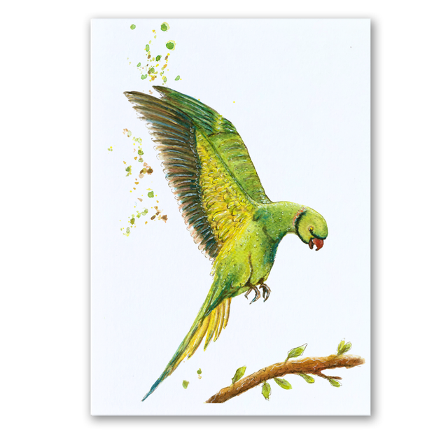 A4 Flying parakeet watercolour print