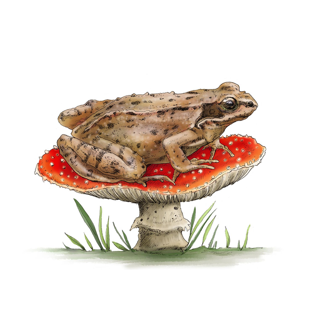 Frog &amp; Toadstool Print - After an Original Illustration made with Ink and Digitally Coloured 