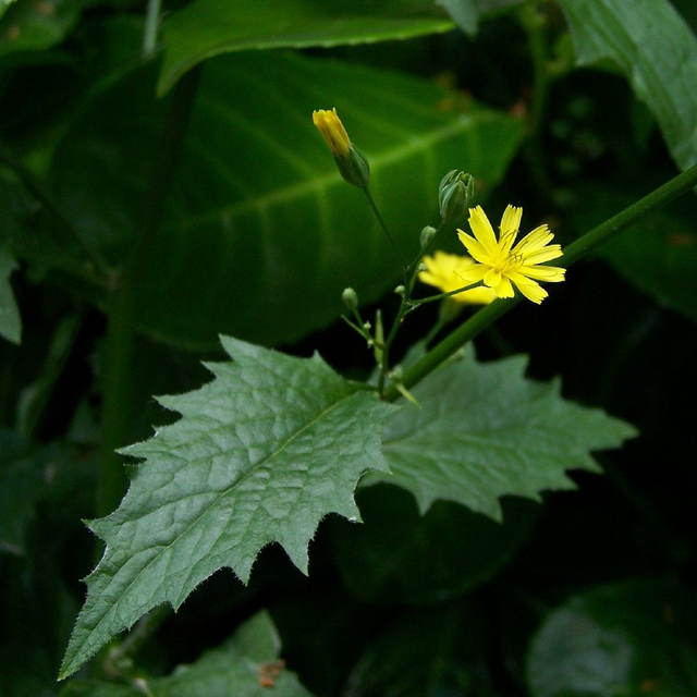 Lampsane commune (Lapsana communis)