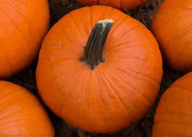 Teapot - Large Striped