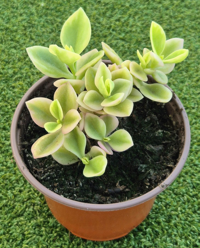 Aptenia cordifolia 'Variegata'