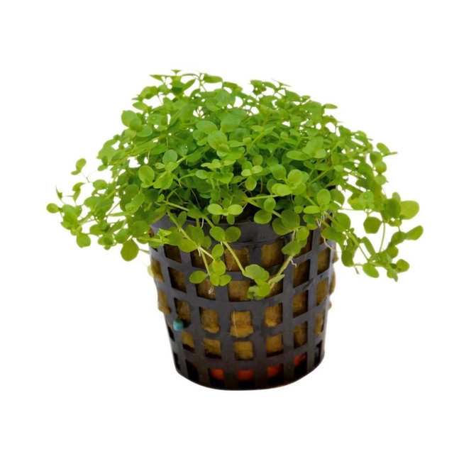 AP Micranthemum Monte Carlo 8715897272462