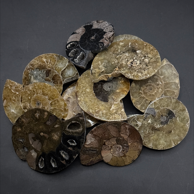 Cleoniceras Ammonite (Cut &amp; Polished)