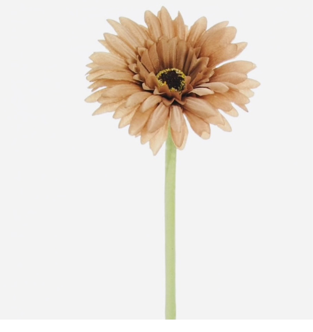 Gerbera Flower Stem