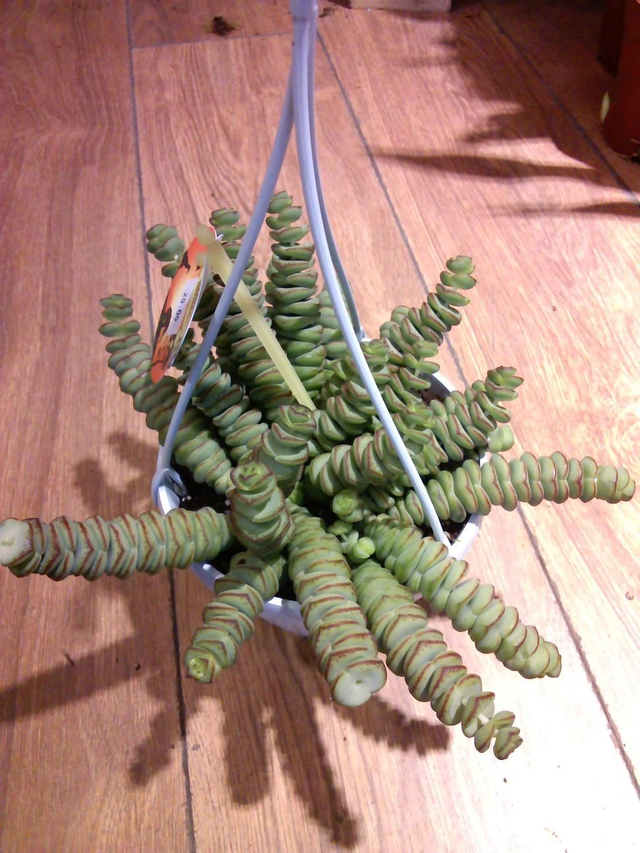 Crassula hottentot in 14cm pot 