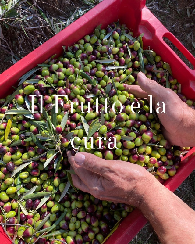 Essenza di Mantenera Olio Extravergine di Oliva biologico