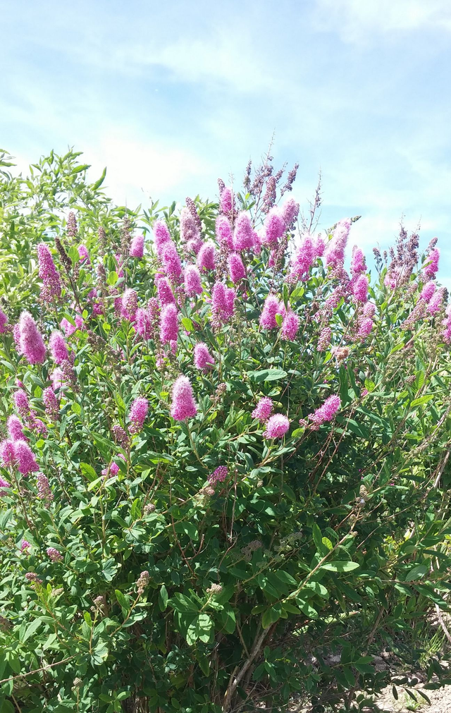 Spirea billardii - 1ltr pot