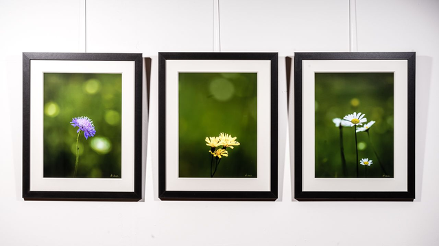 Print Triptychon "Alpenblumen"