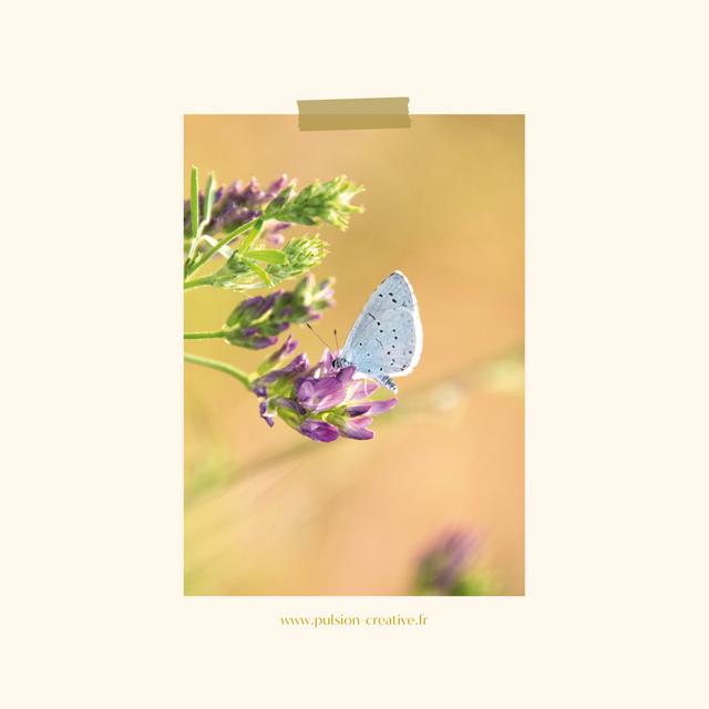 Carte postale photographie #8 Papillon